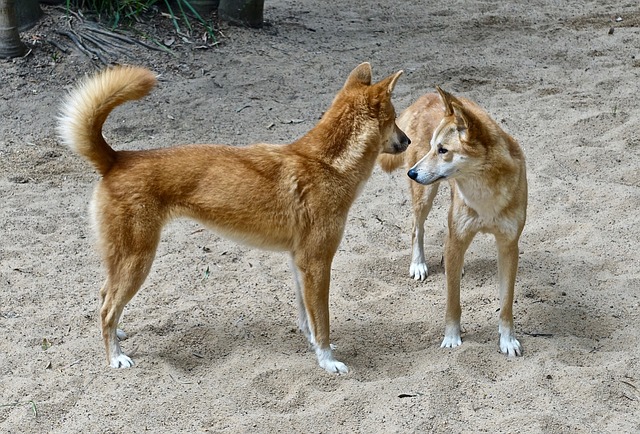 pes dingo