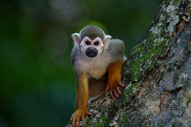 opička na stromě