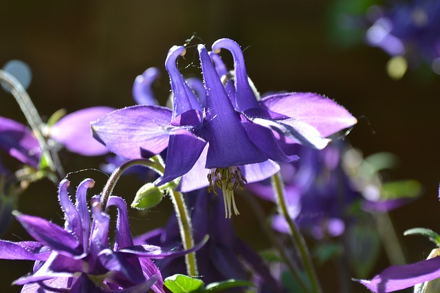 fialová květina
